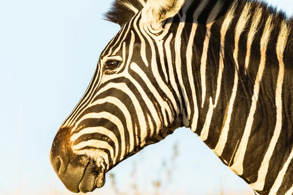 Zebra fauna selvatica animale — Foto Stock
