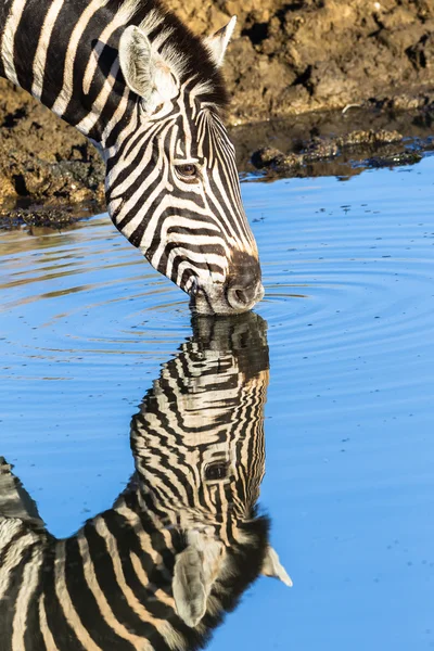 Reflexões de espelho de água duplo Zebra Vida selvagem — Fotografia de Stock