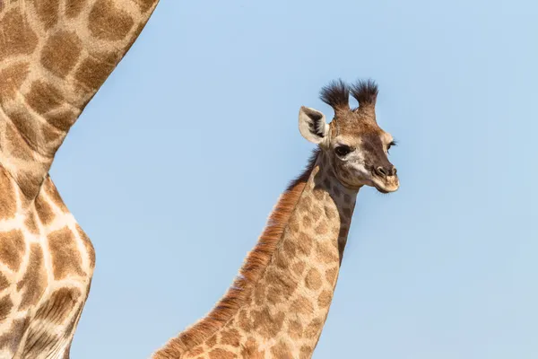 Giraffenmutter berührt Kälber — Stockfoto