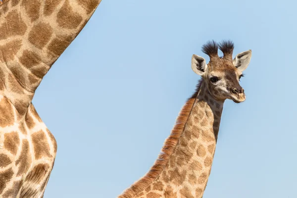 Giraffenmutter berührt Kälber — Stockfoto