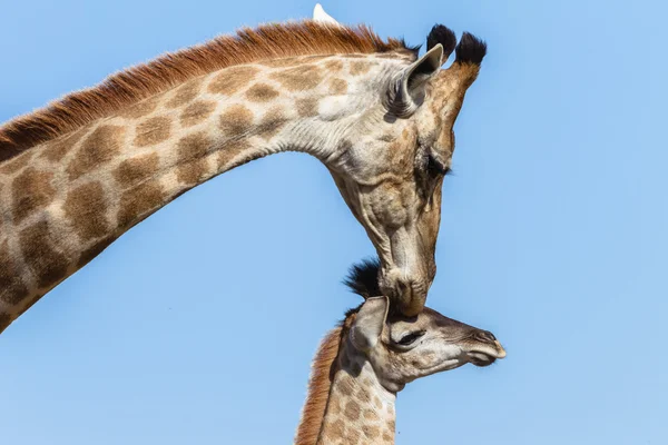 Giraffenmutter berührt Kälber — Stockfoto