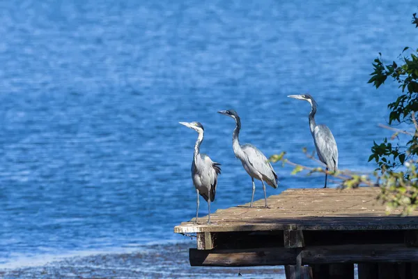 Fågel grå häger fiske våtmark vatten wildlife — Stockfoto