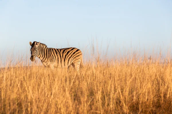 Zebra Fauna Vida silvestre — Foto de Stock