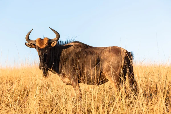 Faune Animaux Bleus gnous — Photo