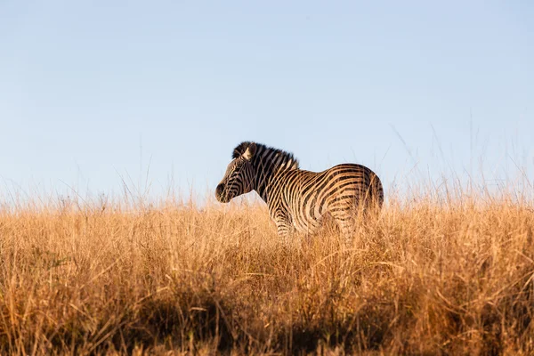 Zebra dier wildlife — Stockfoto