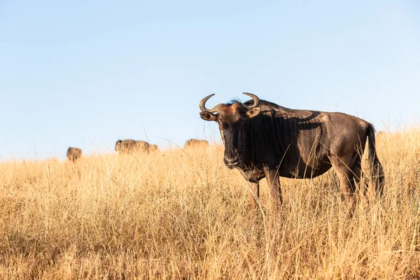 GNU azzurro animale di fauna selvatica — Foto Stock
