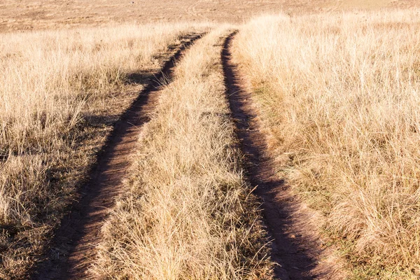 Vehicle Tracks Wilderness Grasslands Wildlife — Stock Photo, Image