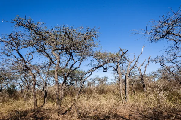 Wilderness Grasslands Trees Wildlife — Stock Photo, Image