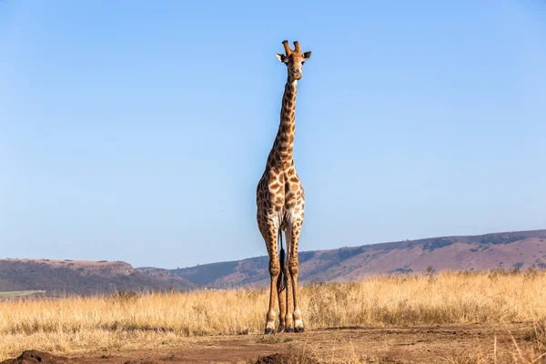 长颈鹿蓝蓝的天空野生动物 — 图库照片