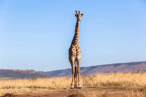 Jirafa cielo azul fauna animal — Foto de Stock