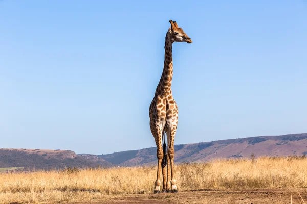 Жираф Голубое Небо — стоковое фото