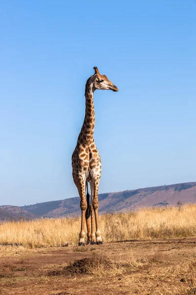 Giraffe blauwe hemel wild dier — Stockfoto