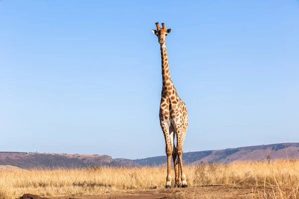 Girafe Ciel Bleu Faune Animaux — Photo