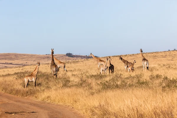 Giraffes Calf Wildlife Animals — Stock Photo, Image