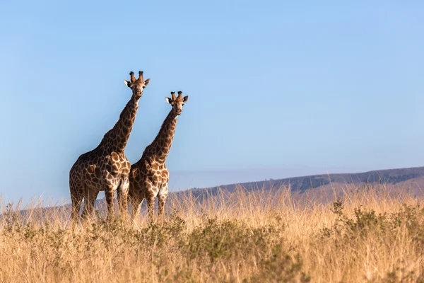 Giraffen zwei Wildtiere — Stockfoto