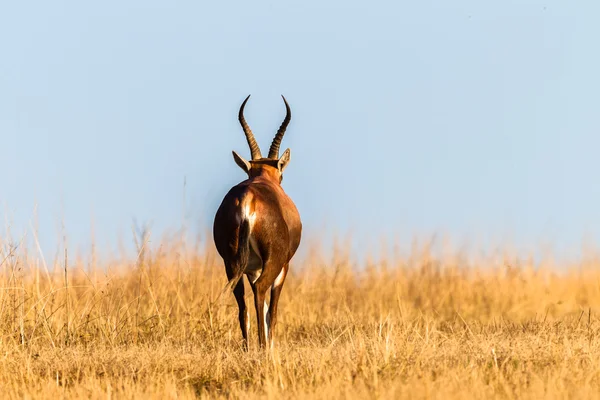 Buck Cape Blesbok Gramados Vida selvagem Animais — Fotografia de Stock