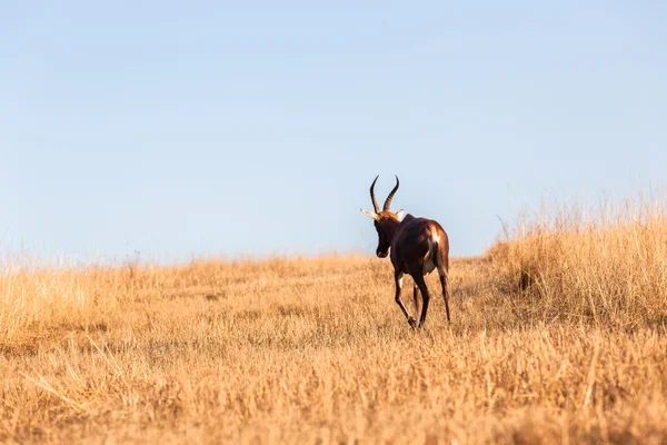 Buck Capo Blesbok Praterie Animali selvatici — Foto Stock