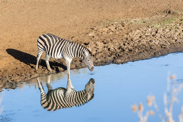 Zebra yansımaları vahşi hayvan su — Stok fotoğraf