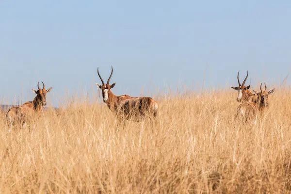 Buck Cape Blesbok Grasslands Wildlife Animals — Stock Photo, Image