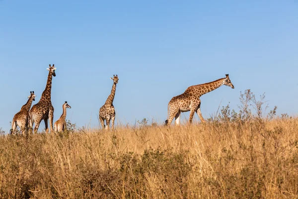 Giraffes Calf Grasslands Wildlife Animals — Stock Photo, Image