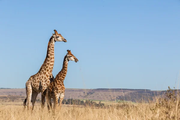 Жирафы два голубых диких животных — стоковое фото