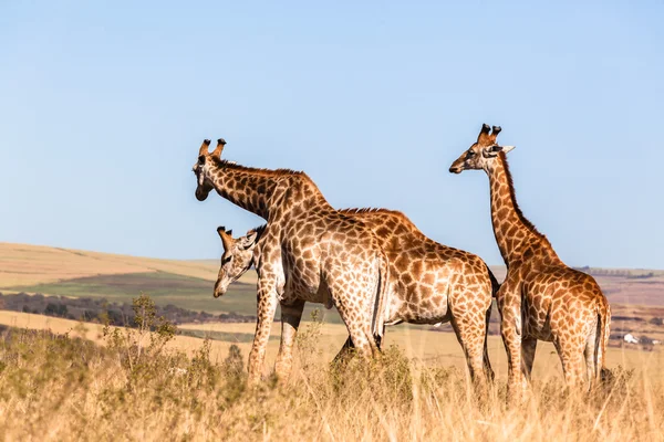 Giraffes Touch Affections Wildlife Animals