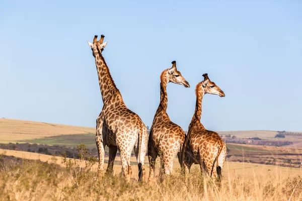Жирафы три диких животных — стоковое фото