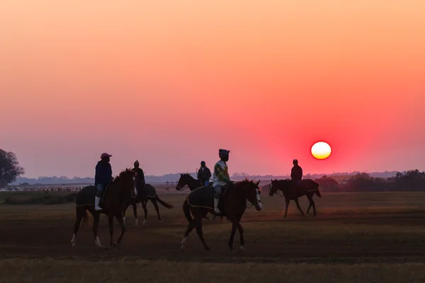 Race Horses Training Dawn Sunrise — Stock Photo, Image