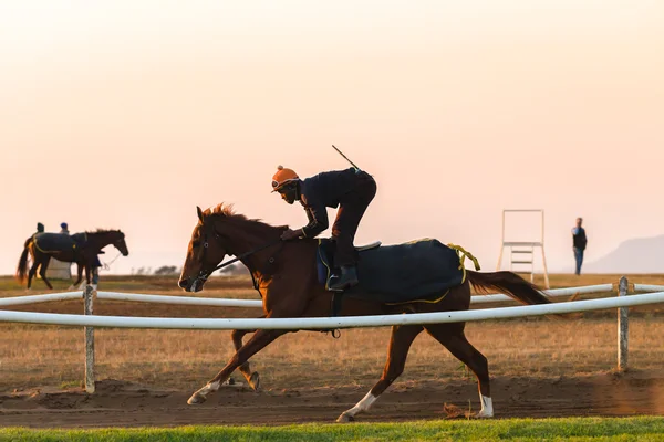 夜明けの訓練の競走馬 — ストック写真