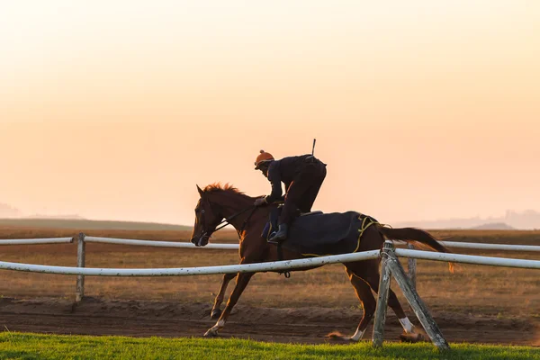 Carrera caballos entrenamiento amanecer —  Fotos de Stock