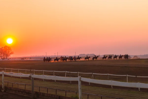 Race Horses Training Dawn Sunrise — Stock Photo, Image