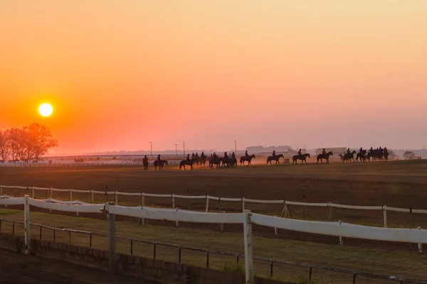 Corrida Cavalos Treinamento Dawn Sunrise — Fotografia de Stock