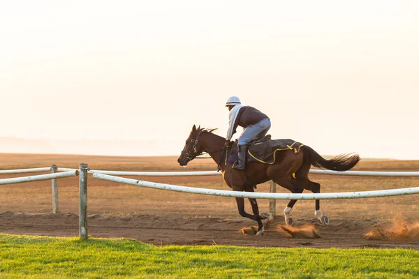 Тренировка скаковых лошадей Dawn Sunrise — стоковое фото