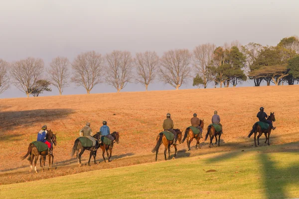 Corrida Cavalos Treinamento Dawn Sunrise — Fotografia de Stock