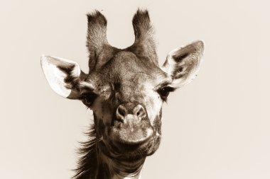 yaban hayatı zürafa sepya tone tezat baş