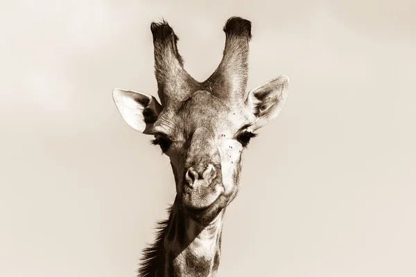 Vida selvagem Girafa cabeça Sepia Tone Contrastes — Fotografia de Stock