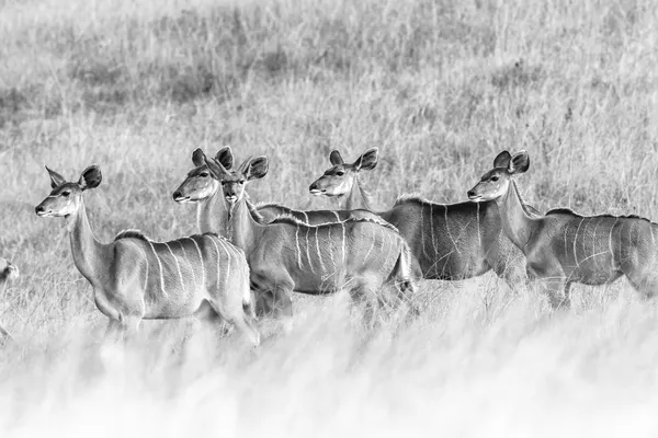 Wildtiere Kudu Bock Tiere Grasland schwarz weiße Kontraste — Stockfoto