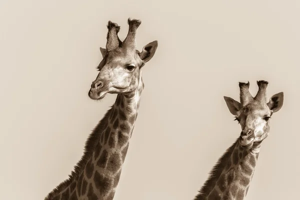 Wildlife Giraffes Heads Sepia Tone Contrasts — Stock Photo, Image