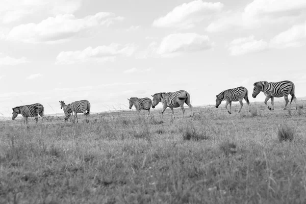 Faune Animaux Zèbres Prairies Blanc Noir Contrastes — Photo