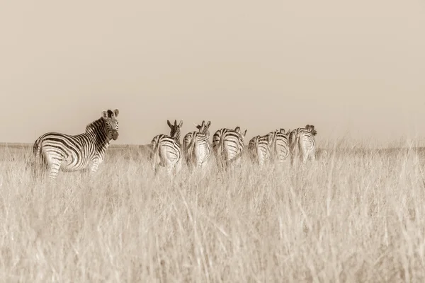 야생 동물 얼룩말 동물 초원 세피아 톤 대조 — 스톡 사진