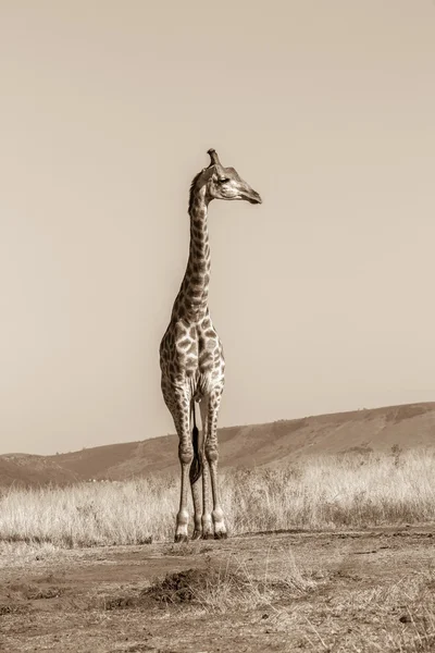 Wildlife Giraffe Animal Sepia Tone Contrasts — Stock Photo, Image