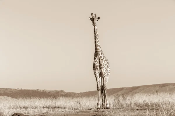 Faune Girafe Animal Sepia Tone Contrastes — Photo