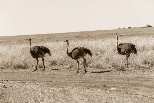 Wildlife Ostich Birds Sepia Tone — Fotografie, imagine de stoc