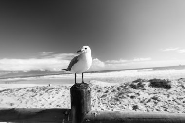 Bird Seagull Beach Black White clipart