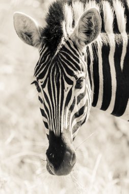 Zebra closeup baş hayvan yaban hayatı