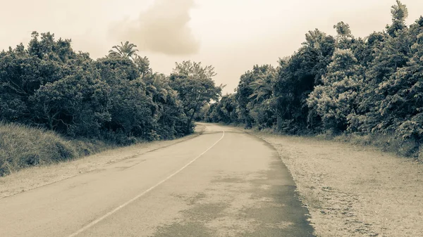 Road single lanes destination route bends through lush trees grass tropical sepia tone photo of coastal landscape.