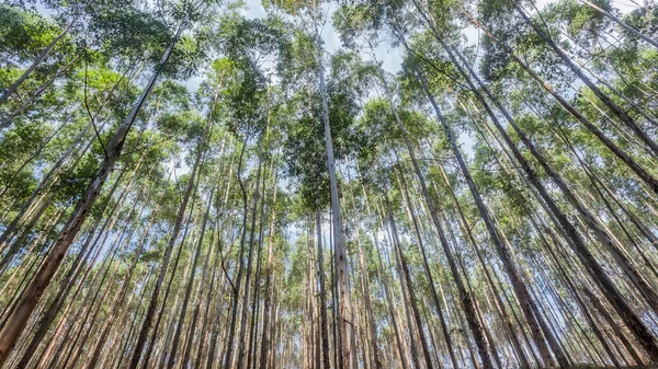 Cultivo Forestal Maderero Chicle Ladera Maíz Largo Delgado Docenas Árboles — Foto de Stock