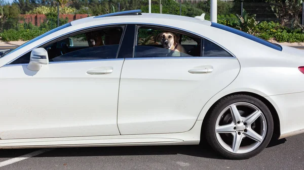 İki köpek yolcu koltuğunda şoför beyaz bir araçla sabah güneşinde kameraya bakıyor..