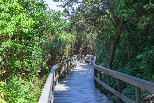 Public Pedestrian Walking Pathway Platform Raised Mangrove Swamp Bush Green — Stok Foto
