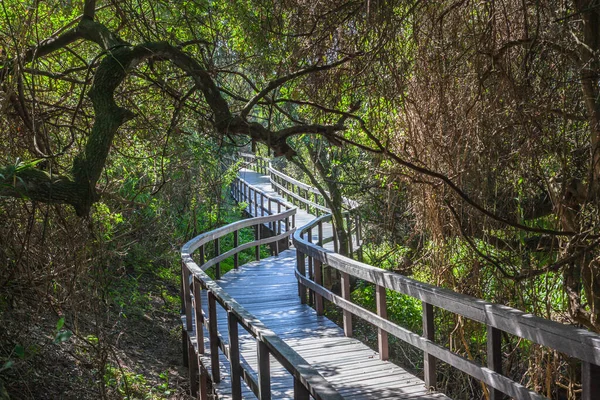 Halka açık yaya yolu platformu Mangrove bataklık çalısı yeşil bitki bitkileri ve çalılar üzerinde yükseltildi.